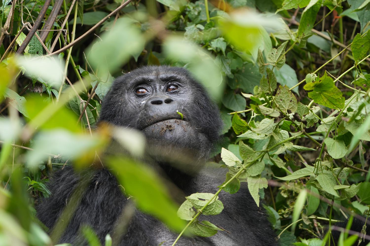 Mountain Gorilla in Uganda