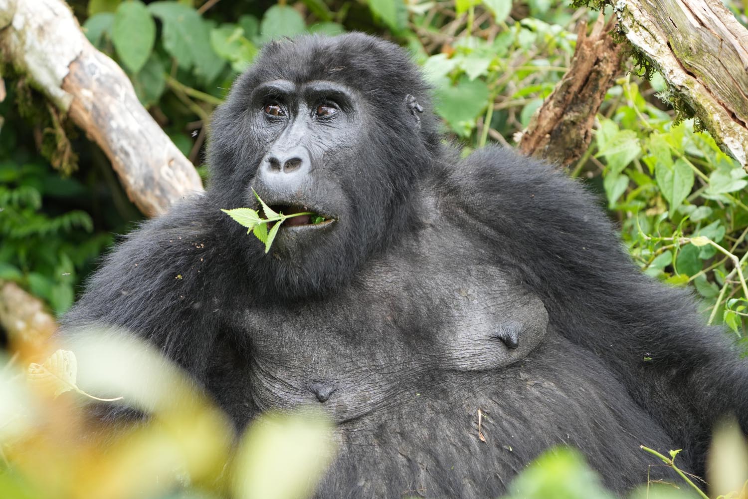 4-Day Gorilla Trekking Uganda