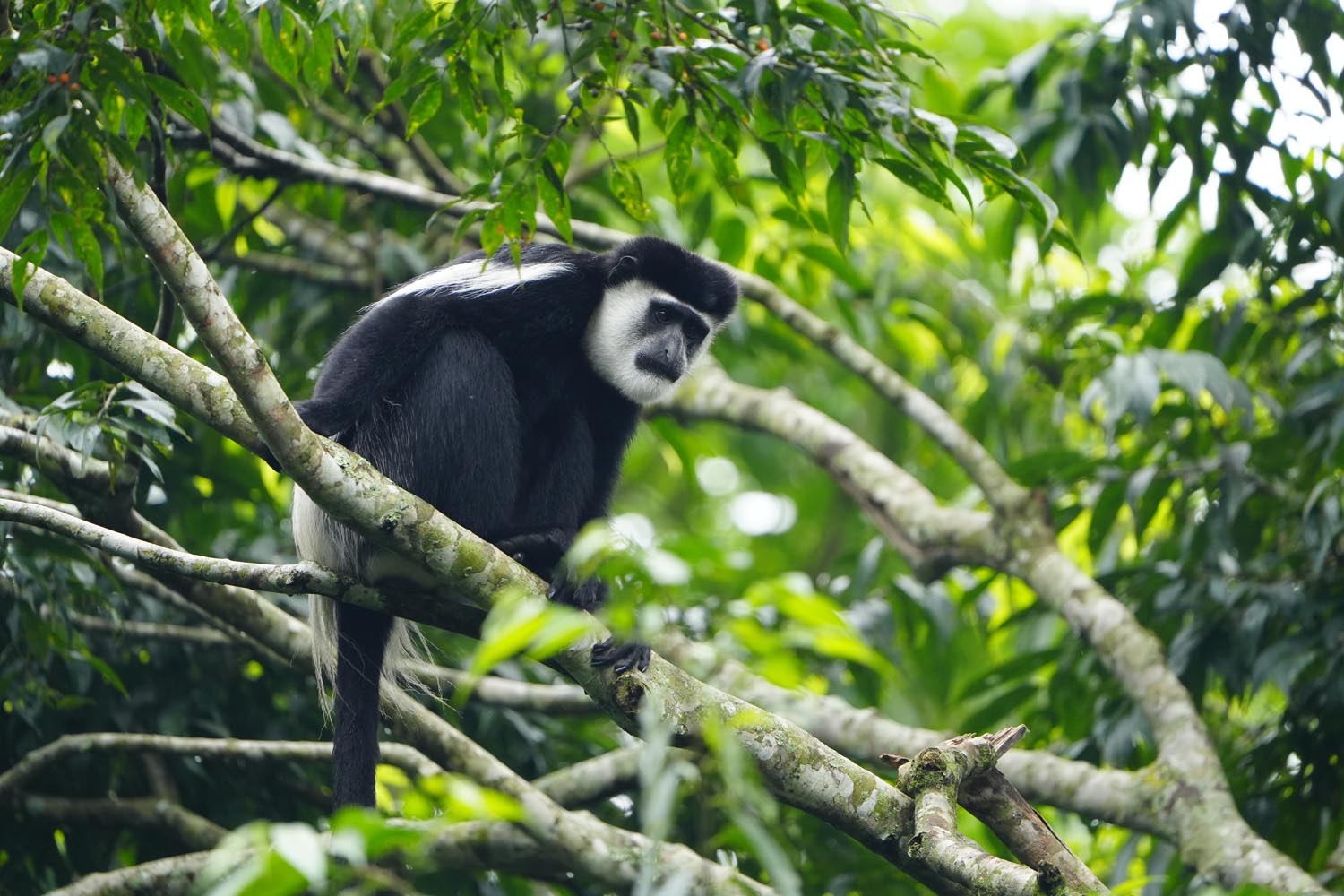 9-Day Budget Primate Safari