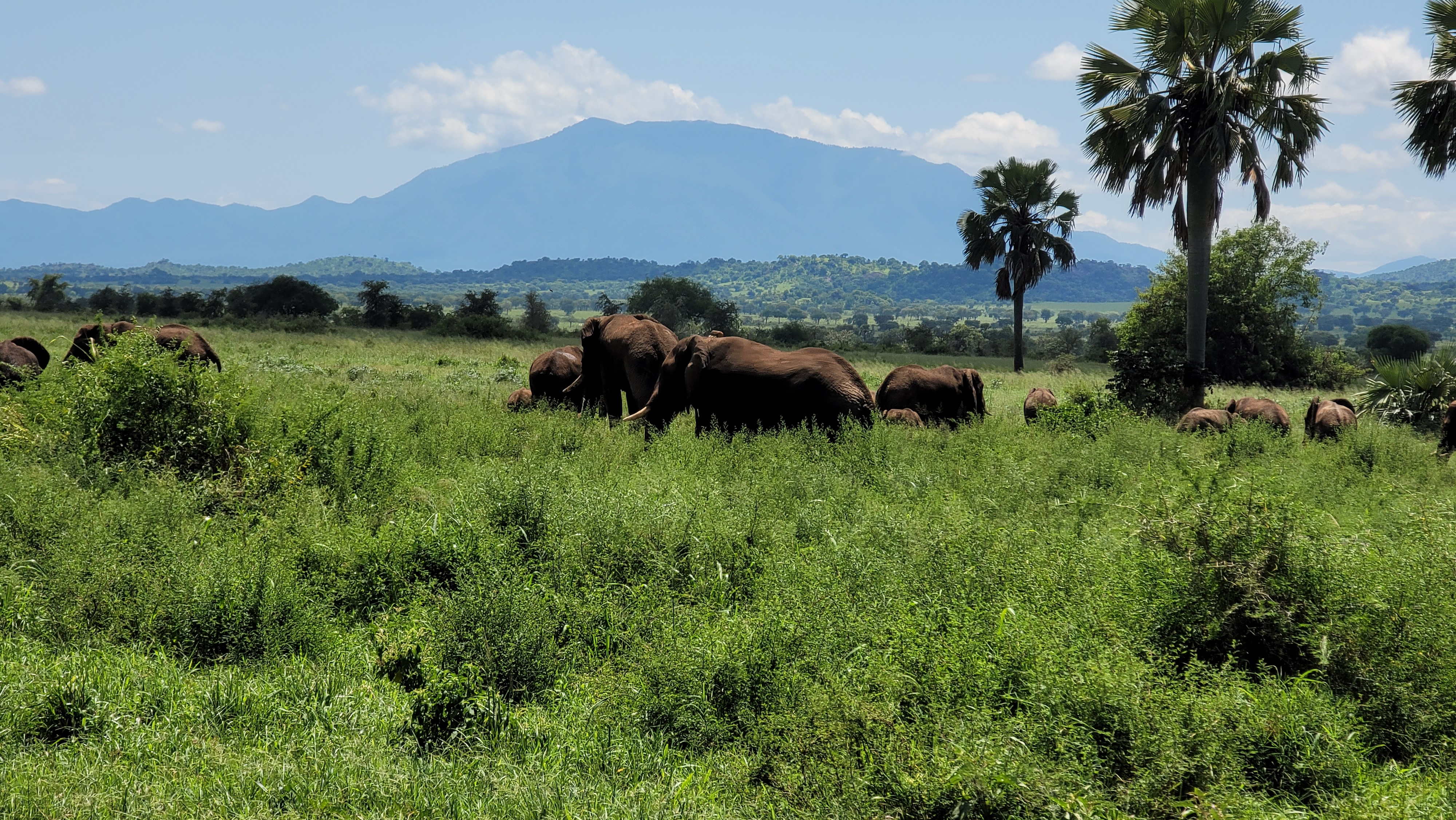 12-Day Spectacular Uganda Safari